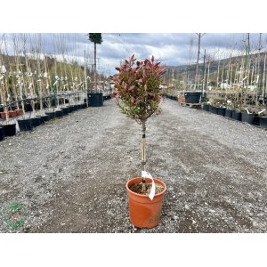 Červienka Fraserova (Photinia × fraseri) ´CHICO´ - výška 60-80 cm, kont. C7L - NA KMIENKU 